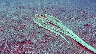 Long Arm Octopus Blends Perfectly Into Its Surroundings