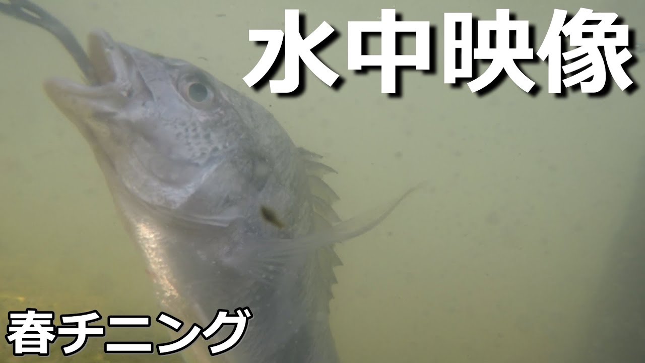 春チニング こんなに上流で来ると思わなかった ナイスサイズを４連発 水中映像 Youtube
