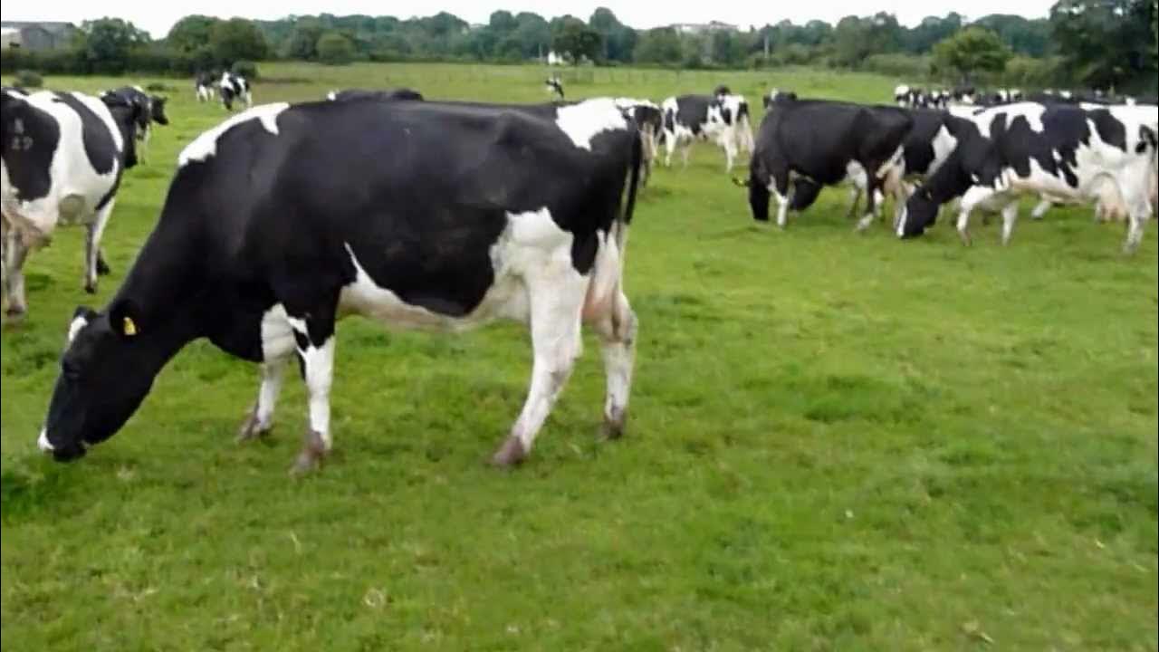 Milking the cows on Sunday afternoon