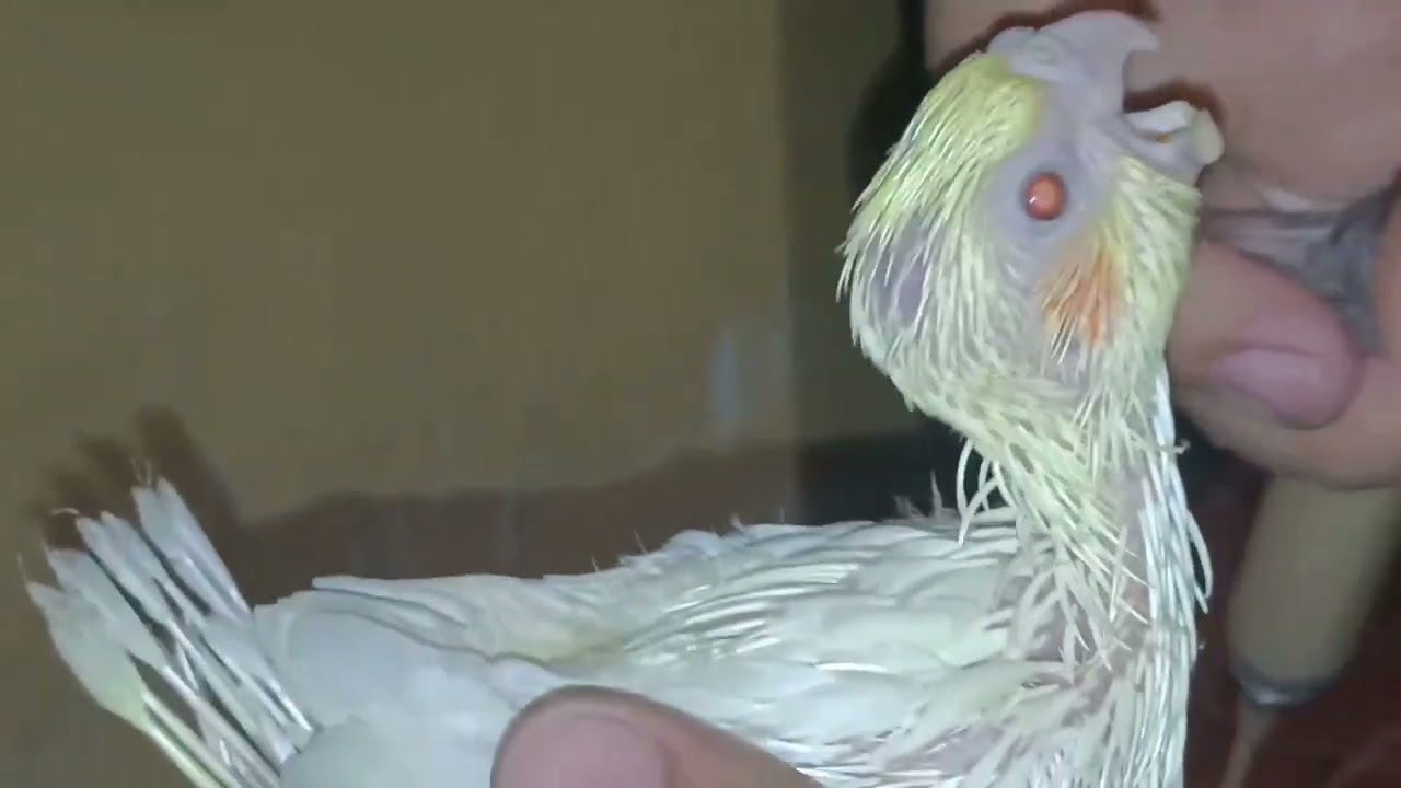 FEEDING PHOENIX ON DAY 2 WITH US 🥰 YouTube