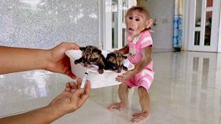 Smart Lulu Tries Caring for Newborn Civets for the First Time