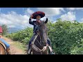 Me vestí de charro para cantar a Caballo en Jalisco.