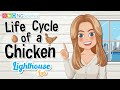 Chicken Development and Characteristics