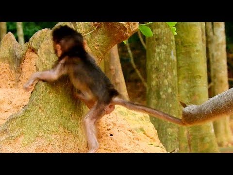 facebook games 2019 I’m not so weak mom.. | Please let me show you | Charlee want to climb up tree without mom help