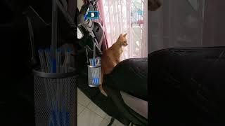 nunguin siapa yen😽🤏#fyp#viral #viralvideo#viralshorts#fun#funny #funnyvideo#funnyshorts#fypシ゚#video