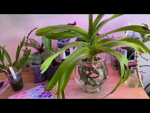 CareCollab Vanda Orchids- in Full Water Culture - thptnganamst.edu.vn