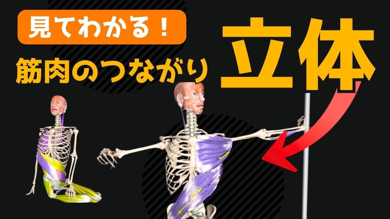立体面】胴体の筋肉のつながり（アナトミートレイン：スパイラルライン
