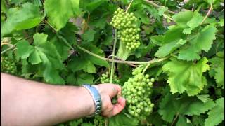Http://www./californiagardener how to grow your own backyard grapes.
once you have the plants in ground by second year they should be
pro...
