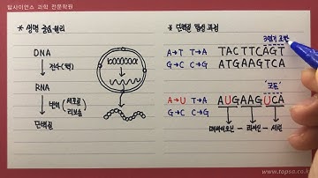 생명중심원리와 단백질 합성 과정