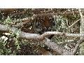 Tiger Behavior and Cub Development