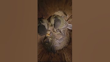 Tit chicks fly out of the nest  Hidden camera #shots #birds #nest #wildlife