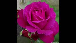 Allah Dedi̇kce Ali̇ Kiriş