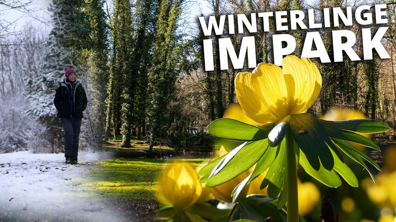 Winterlinge im Schlosspark Ostrau - auf der Suche nach dem Frühling [4K]