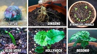 I Planted 11 Plants for 784 Days... and Failed (Time-Lapse)