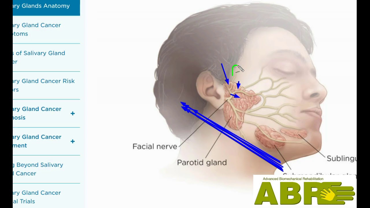 abr-the-jaw-improvement-and-the-salivary-glands-by-leonid-blyum-youtube