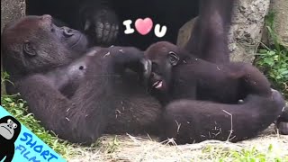 ASMR Gorilla | ゴリラ | Djeeco Family ?Wonderful short film【金剛猩猩】  2021/215
