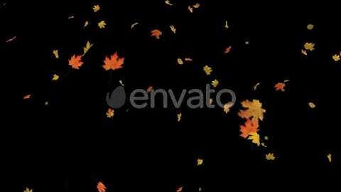 Falling Maple Leaves | Motion Graphics - Envato elements