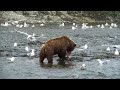 Grizzly Bear Devours Salmon On The Edge Of The Pacific Ocean