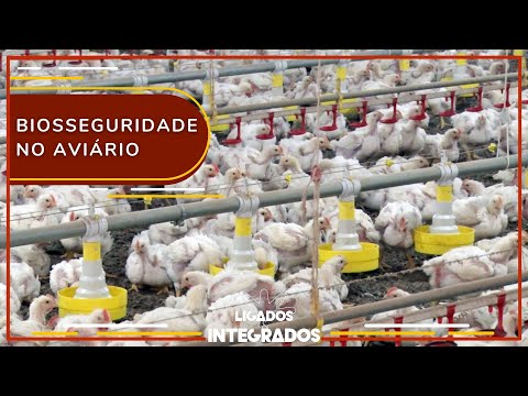 Manejo de pragas no aviário: qual o maior desafio para o produtor? | Ligados&Integrados - 28/04/2023