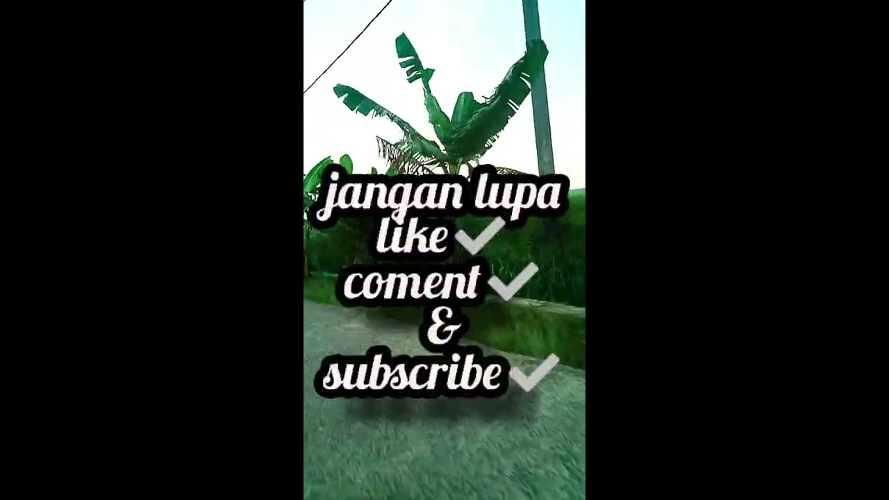  PEMANDANGAN  SAWAH DI SORE  HARI  YouTube