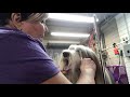 Trimming Bearded Collie Eyes の動画、YouTube動画。