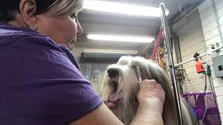 Trimming Bearded Collie Eyes