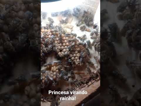 Abelha princesa virando