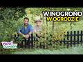 Winogrona w ogrodzie 🌿 Odmiany, drzewa i łąka kwietna | Wow!Garden