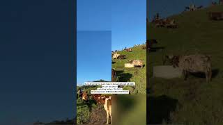 Welcome to Delamere Farm –  🇰🇪🐄💚#DelamereFarm #CowsForSaleKenya #GoatsForSale #DairyFarming #Kenya