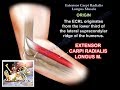 Extensor Carpi Radialis Longus - Everything You Need To Know - Dr. Nabil Ebraheim