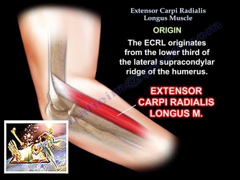 Vídeo: Extensor Carpi Radialis Longus Origem, Anatomia & Função Muscular - Mapas Do Corpo