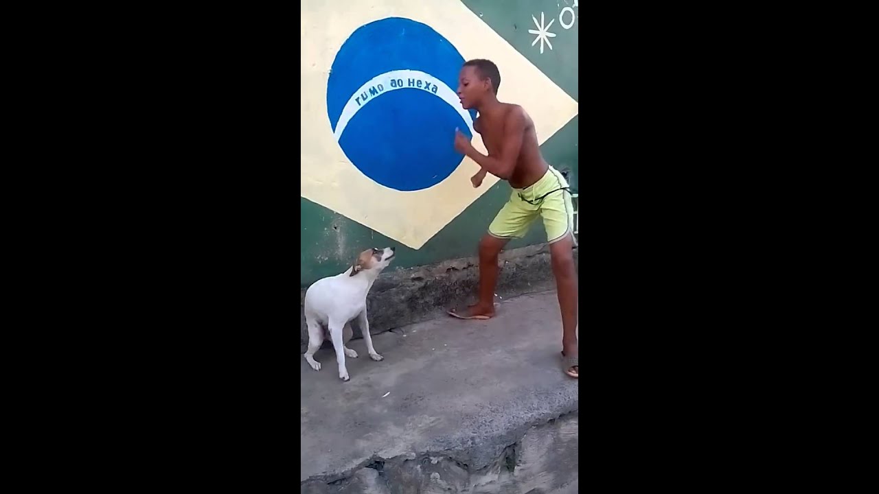26 Gif Dog Dancing Meme