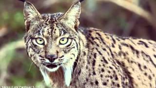 El lince ibérico. EN PELIGRO DE EXTINCIÓN