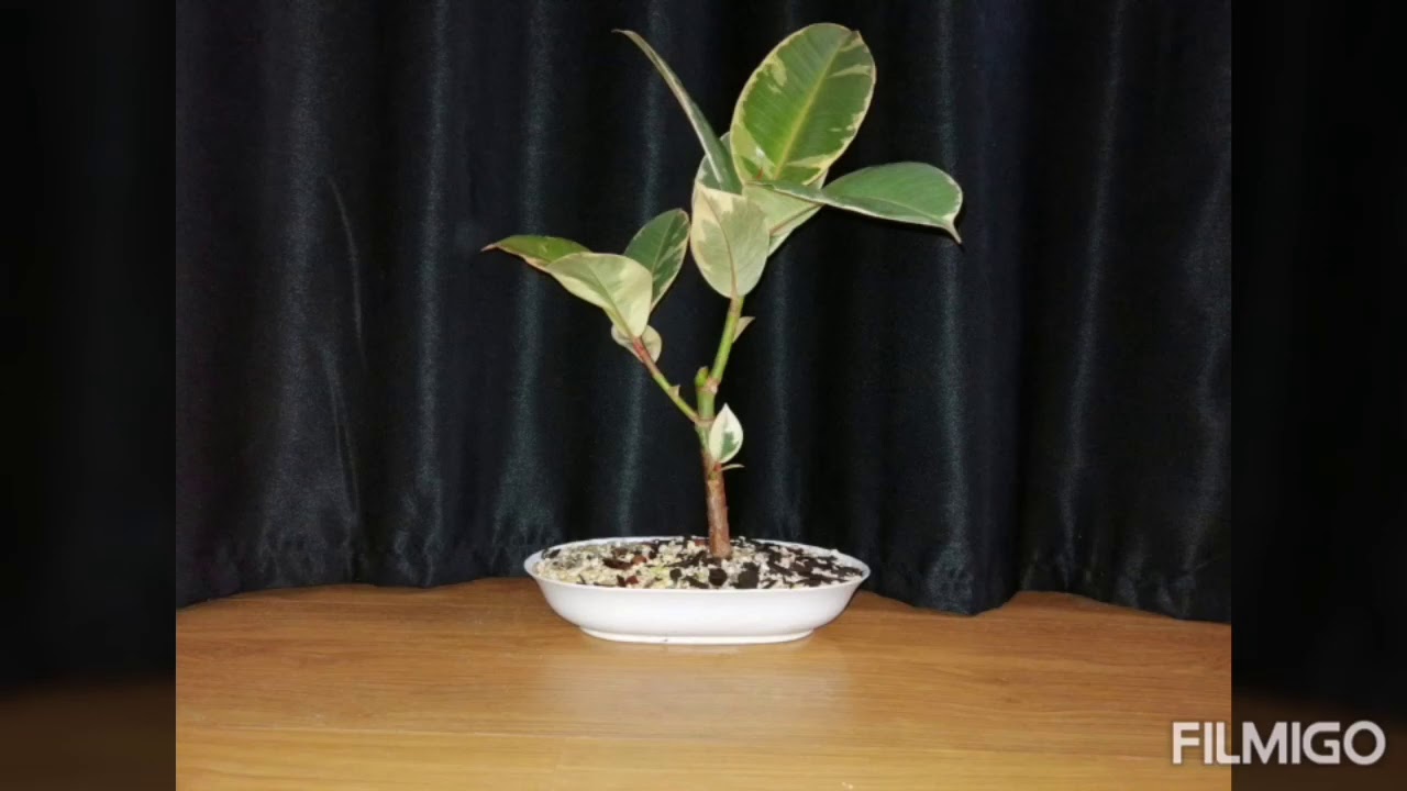 Ficus elastica bonsai YouTube