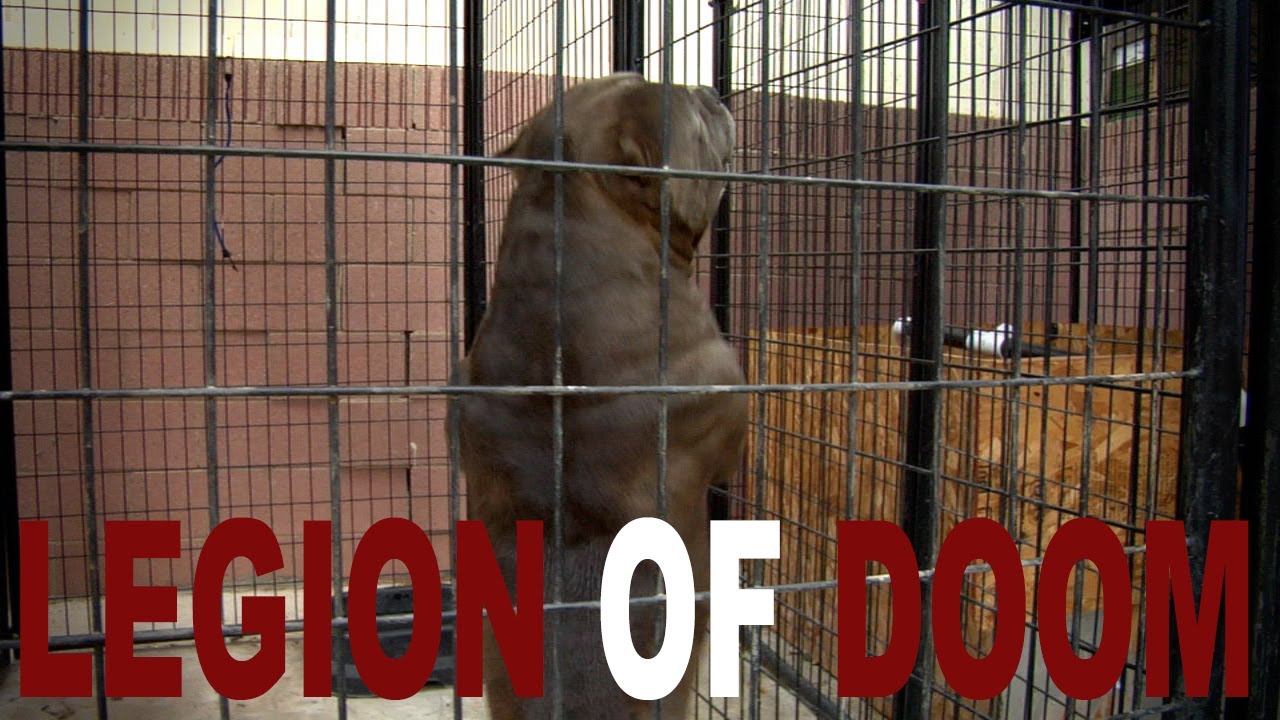 AMERICAN BULLY HISTORY - LEGION OF DOOM 2010