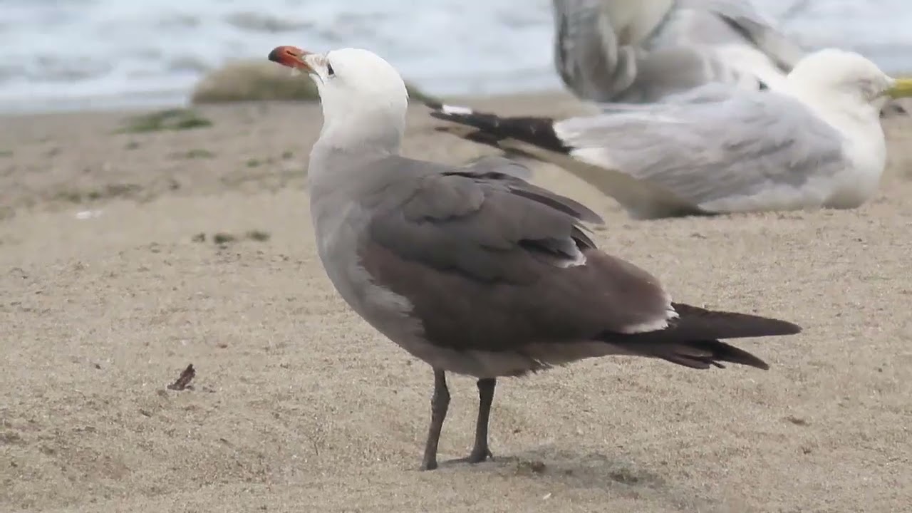 Heermann's Gull in Ohio