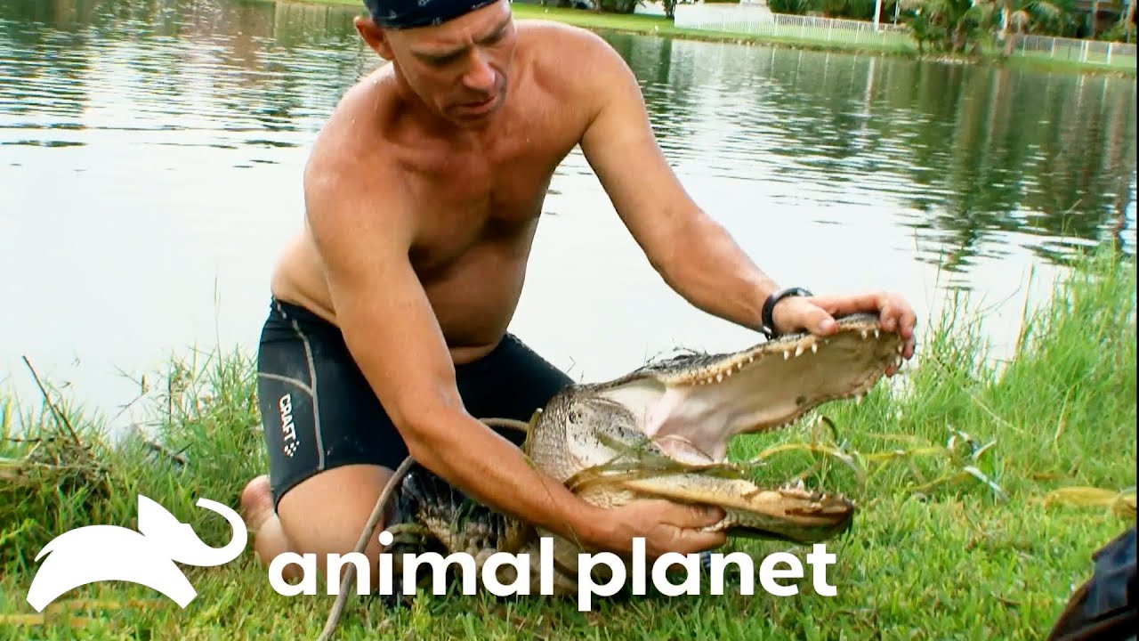 Killer Croc Hungry for Dog?! | Gator Boys | Animal Planet