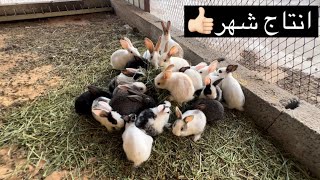 انتاج الارانب ب الشهر الواحد🐰