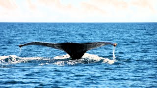 Humpback Whale Watching in Madagascar