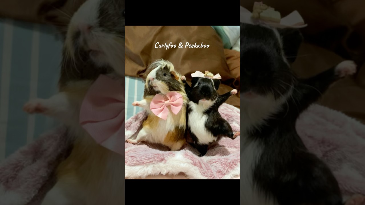 Definitely not AI 😂😂😂 