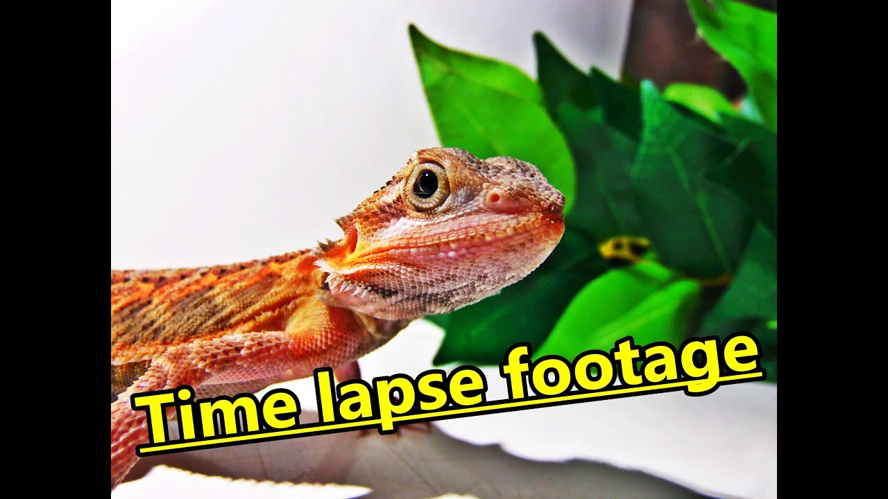 lizard skin grips Bearded dragon time lapse