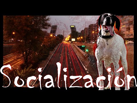 Video: Entendiendo la neofobia en perros