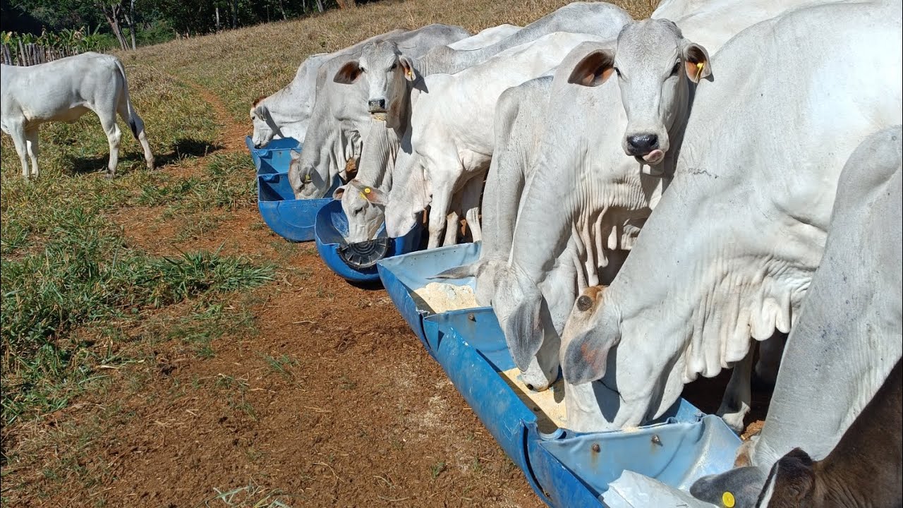 Como começar no confinamento sem errar??? #pecuária #confinamentobovino #gado #pecuarista #fazenda 