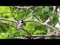 Relaxing Music - Watch Various Birds - The Bird Tree