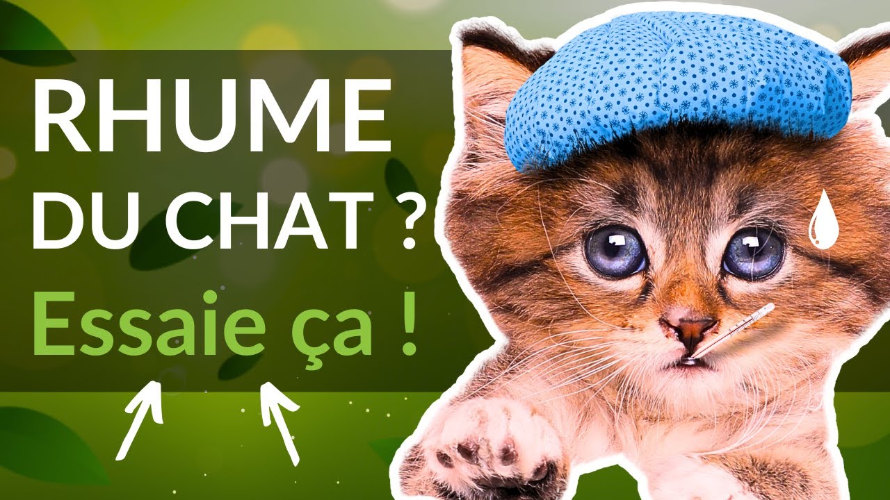 Coryza : Les bons réflexes face à la grippe féline, image size:1280x720