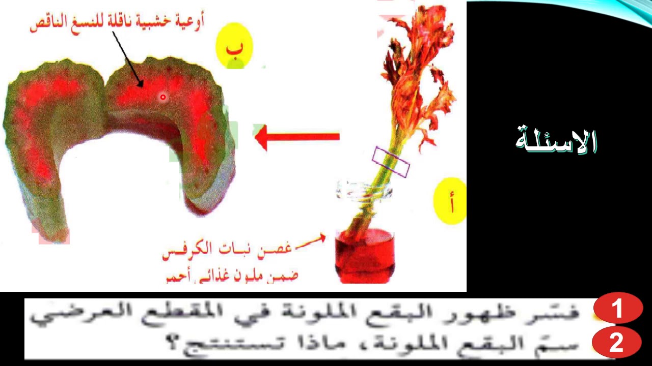 الدرس 16 أحدد مسار النسغ الناقص و استعماله علوم طبيعية 1 متوسط