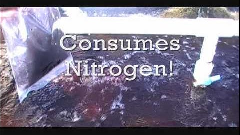 Macroalgae for Your Refugium