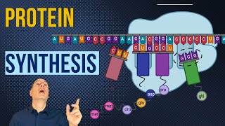 Genetic Code & Protein Synthesis:  AP Bio Crash Course