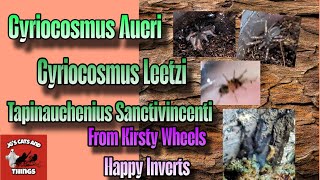 C Aueri C Leetzi And T Sanctivincenti From Kirsty Wheels Happy Inverts