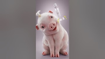 Con heo Đất - Con lợn biết nhảy - Con Heo Đi Hài Đỏ - Con Heo Tiktok 4  #conlon  #funny #conheodat